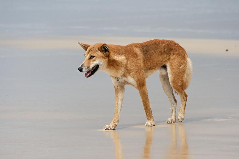 2007 05 15 Fraser Island 101_DXO.jpg